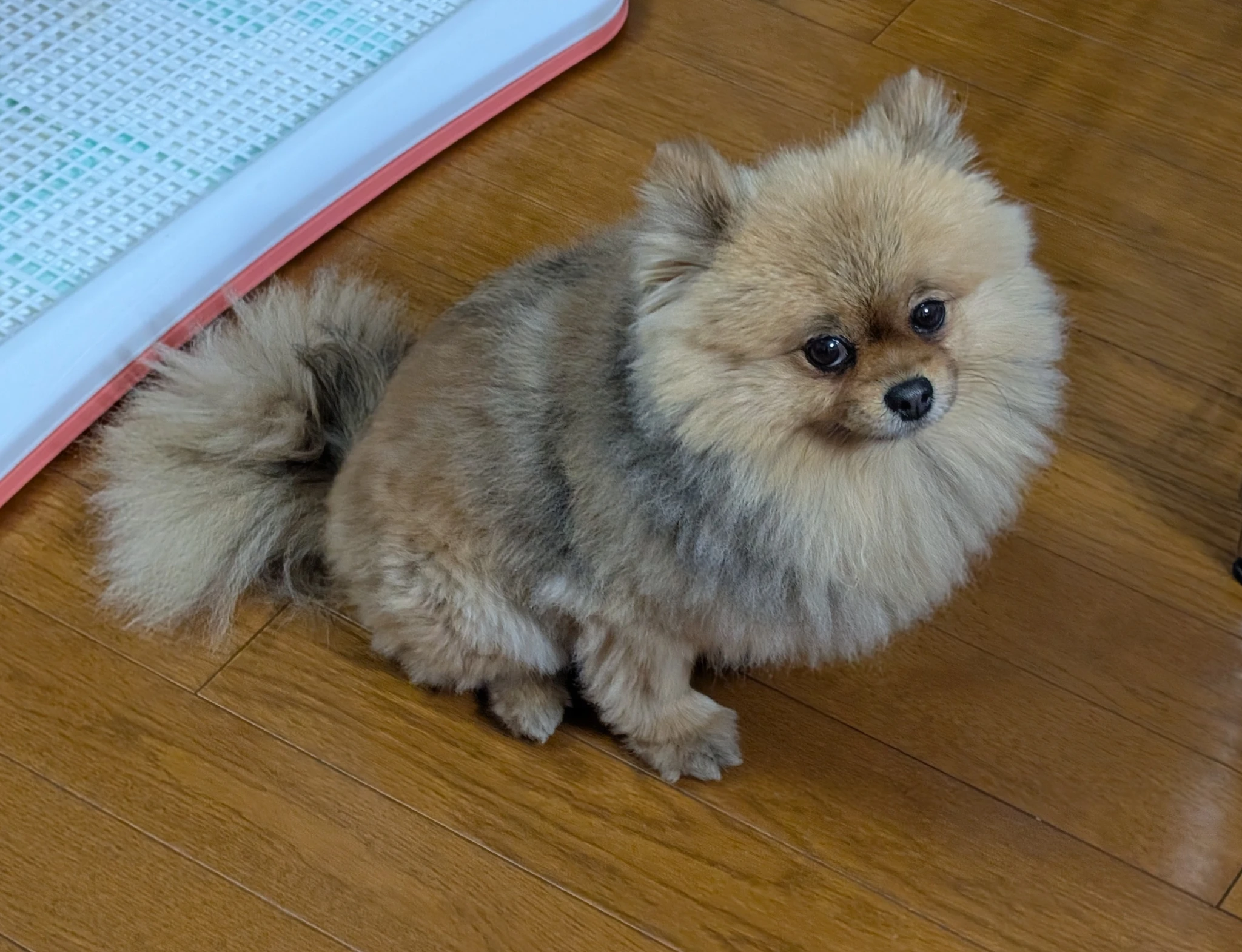 いぬぅ